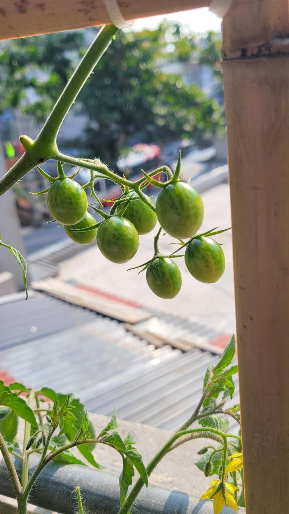 Tiny Garden House Cat Ba Ξενοδοχείο Chan Chau Εξωτερικό φωτογραφία