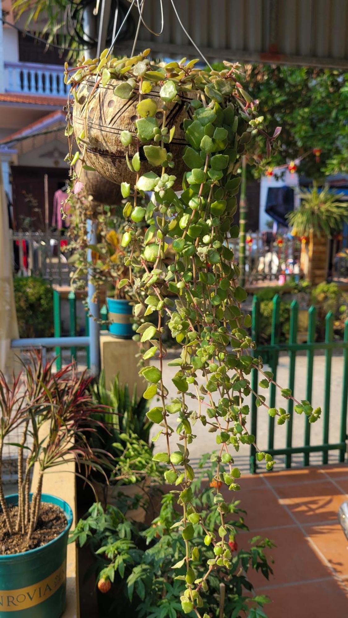 Tiny Garden House Cat Ba Ξενοδοχείο Chan Chau Εξωτερικό φωτογραφία